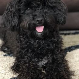 Havapoos from Paulina's Havapoo Pups