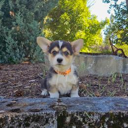 Ginger - Black and tan female Pembroke Welsh Corgi puppy in Fortine, Montana from North Star Pembroke Welsh Corgi's