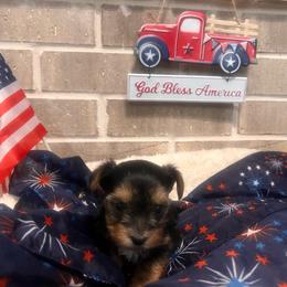 Lucy - Black and tan female Yorkshire Terrier puppy in Bryan, Texas from Shayle's Yorkie Pups