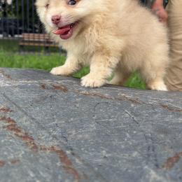 Beautiful - Cream sable parti male Pomeranian puppy in Brooklyn, New York from Luxury Poms
