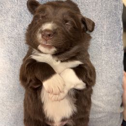 Miniature Australian Shepherd Puppies from Plett Pups