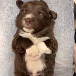 Miniature Australian Shepherd Puppies from Plett Pups