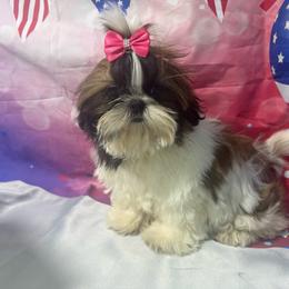 Jade - Red and white female Shih Tzu puppy in Morrisville, Missouri from Sweetbriar Shih Tzu
