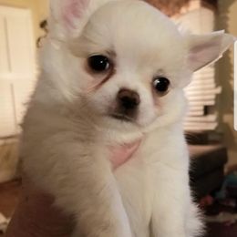Chihuahua Puppies from Lucky Star Chihuahuas