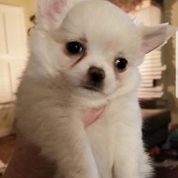 Chihuahua Puppies from Lucky Star Chihuahuas