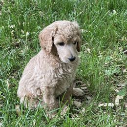 Poodles from Lady Liberty Pups