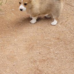 Pembroke Welsh Corgi All Grown Up from Cordial Corgies
