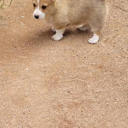 Pembroke Welsh Corgi All Grown Up from Cordial Corgies