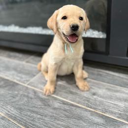 Female - Yellow female Labrador Retriever puppy in Wittmann, Arizona from Wranglin Farms