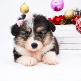 Mocha (wisp) - Black and tan female Pembroke Welsh Corgi puppy in San Antonio, Texas from Moxxi's Legacy Corgis