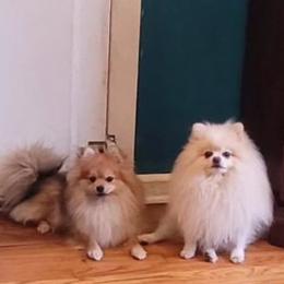 Pomeranian puppies from Svitlana's Pomeranians