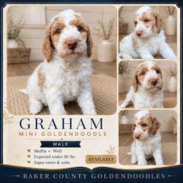 Graham - Parti male Goldendoodle puppy in Macclenny, Florida from Baker County Goldendoodles