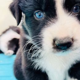 Oakley - Black & white male Australian Shepherd puppy in Hempstead, Texas from Young Gun Aussies