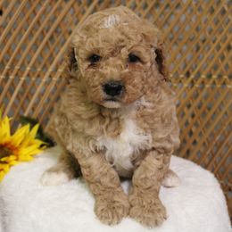 Female 2 - Apricot female Poodle puppy in Mississippi from Ewing Acres