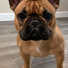 French Bulldogs from PNW Bigfoot Bullies