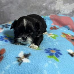 Pluto - Black and white male Shih Tzu puppy in Ocala, Florida from Mimi's Shih-tzus of Ocala