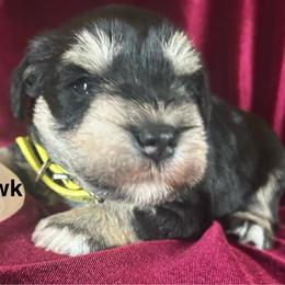 Hawk-Male 2 - Black and silver male Miniature Schnauzer puppy in Granville, Ohio from Shull Mini Schnauzers