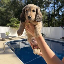 Dachshund Puppies from Rylee’s dachshunds