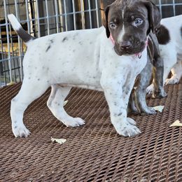 Girl 4 - Liver and white female German Shorthaired Pointer puppy in Henderson, Texas from C4 Gun Dogs