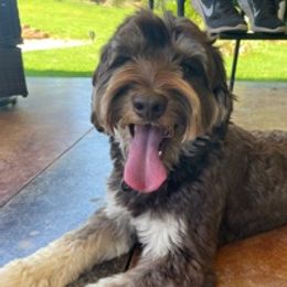 Rico - Australian Labradoodle
