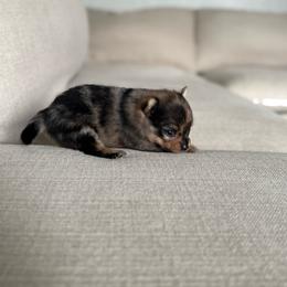 Girl 4 - Chocolate merle female Pomeranian puppy in Meridian, Idaho from Idaho_poms