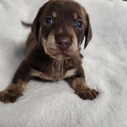 Tim - Chocolate and cream male Dachshund puppy in Anaconda, Montana from Williams Family Dachshunds