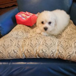 Brownie - White and buff male Bichon Frise puppy in Chatham, Illinois from Bichon Frise Partnership