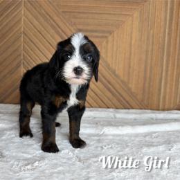 White girl - Tri-color female Bernedoodle puppy in Modesto, California from Two Doods Doodles