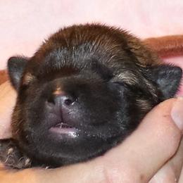 Becca - Black Collar - Fawn female Eurasier puppy in Lakewood, Ohio from Exquisite Eurasier