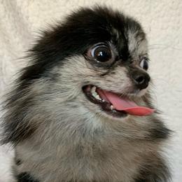 Sky - Blue merle female Pomeranian puppy in Los Angeles, California from Lucky Poms of LA