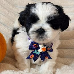 Enzo - Black and white male Shih Tzu puppy in Northridge, California from Our ShihTzu Family