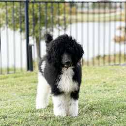 Poodle Puppies from Spanish Flower Standard Poodles