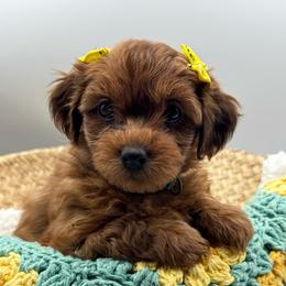 Hollie - Red female Havapoo puppy in Loveland, Colorado from Littledoodles2love