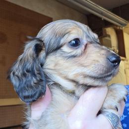 Lizbeth's shaded cream longhair boy - Cream male Dachshund puppy in Caldwell, Idaho from Dozendachs