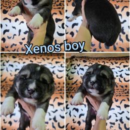 Xenos - Black male Central Asian Shepherd Dog puppy in Michigan from Guardian Dog