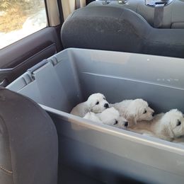 Golden Retriever Puppies from Triple D Ranch