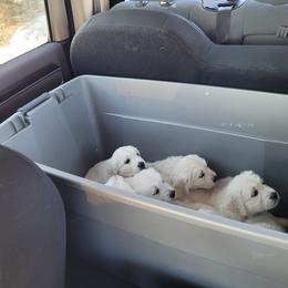 Golden Retriever Puppies from Triple D Ranch