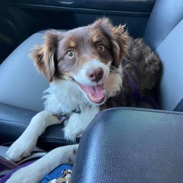 Miniature Australian Shepherd and Toy Australian Shepherd All Grown Up from Rolling Ridge Farms