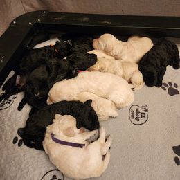 Poodle Puppies from Sharpshooter Standard Poodles