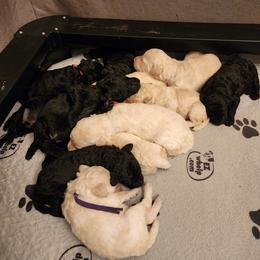 Poodle Puppies from Sharpshooter Standard Poodles
