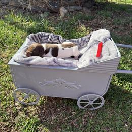 Red - Liver and white male German Shorthaired Pointer puppy in Union Hall, Virginia from Rustic Creek Farms