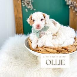 Ollie - Red  male Goldendoodle puppy in Cedar City, Utah from Cedar Doodles- Home of the Teddybear Goldendoodle