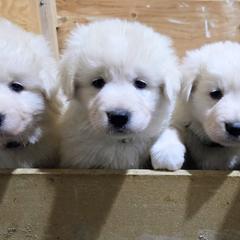 Maremma Sheepdog puppies from The Ewe Crew Homestead LLC