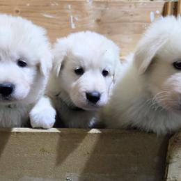 Maremma Sheepdog puppies from The Ewe Crew Homestead LLC