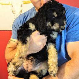 Bernedoodle, Double Doodle, and Goldendoodle Puppies from The Good Doodle