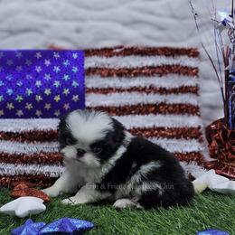 Cory - Black and white male Japanese Chin puppy in Johnson City, Tennessee from Erin & Friends Japanese Chin