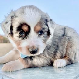 Light blue - Blue merle male Miniature Australian Shepherd puppy in 32046, Florida from River Hill Ranch