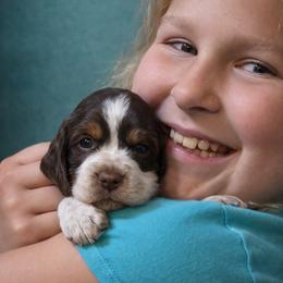 Kiwi - Liver white and roan male English Springer Spaniel puppy in Florida from Thunderbird Springers