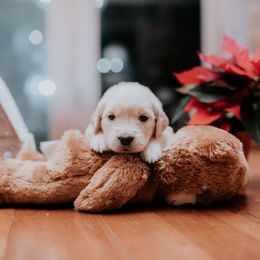 Girl 1 - Golden Retriever puppy in Byron Center, Michigan from Little House on the Farmie