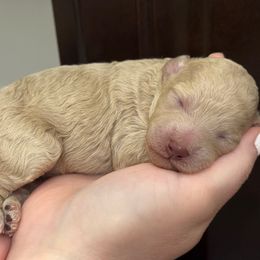 Sage - Cream female Poodle puppy in Haines City, Florida from Noelle Poodles